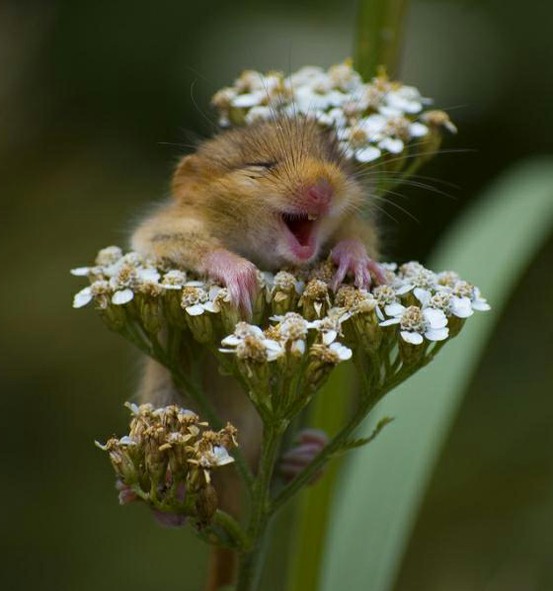 happy-mouse