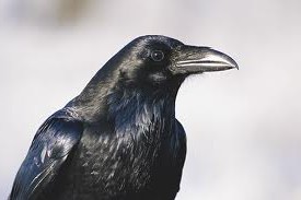 Well said, that Rat! And now at least he won't be living on the streets and mooching off hardworking taxpayers.