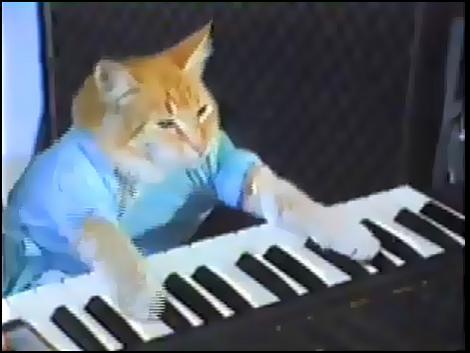 The keyboard cat in action.