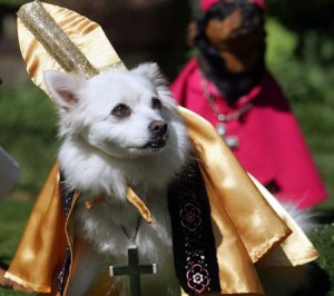 God, I hope the next Pope isn't a Rottweiler.