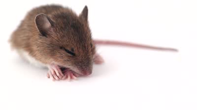 stock-footage-cute-little-mouse-sleeping-on-a-white-background