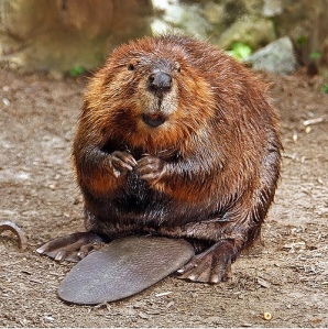 Or a beaver. Dude would make an awesome beaver.