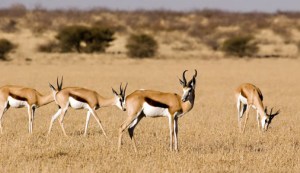 "Hey guys! Look! Frank's caught himself a lion!" "Bite his fuckin' head off Frank!" "Yeah! Not so tough now, are ya lion?"