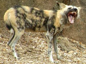 "OW! FUCK WAS THAT??!!"