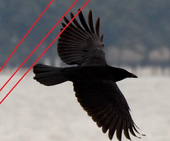 Awk! I'll get you Mouse! You haven't heard the last of Comrade Crow!