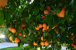 Mmmmm...delicious low hanging fruit.