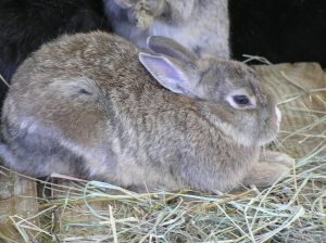 Option 1: Leave it in the hutch all day and feel like human mould. Option 2: Let it out of the hutch and then spend the next six hours trying to catch it.