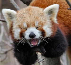 Red-panda