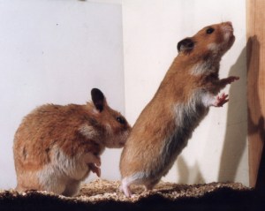 And those hamsters are assholes.