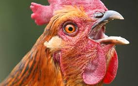 chicken