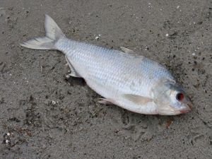 A moments silence please.